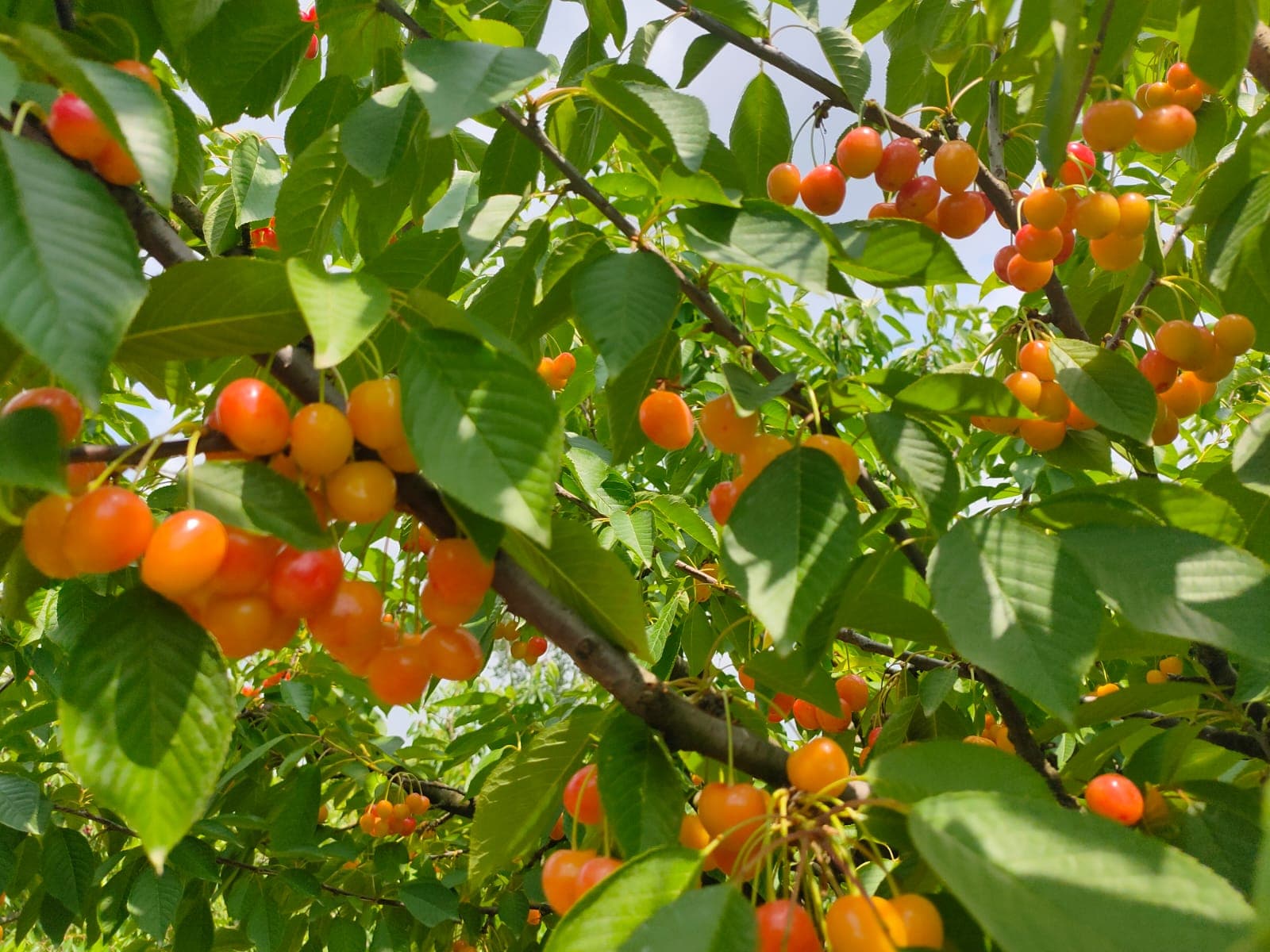 Golden and orange cherries on the branch