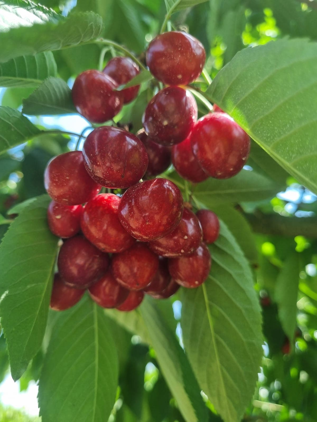 Close-up red cherry cluster