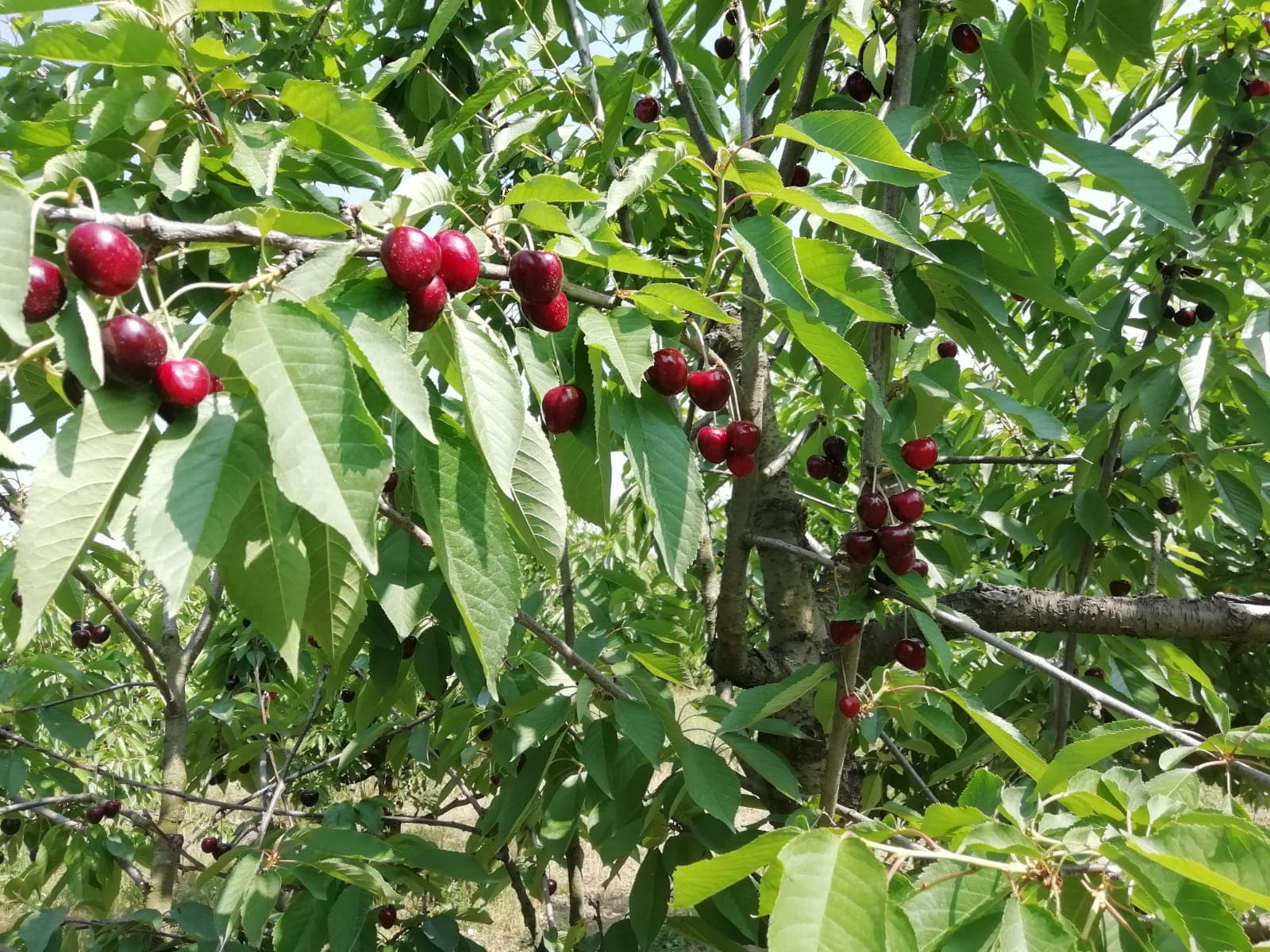 Wide view between cherry trees