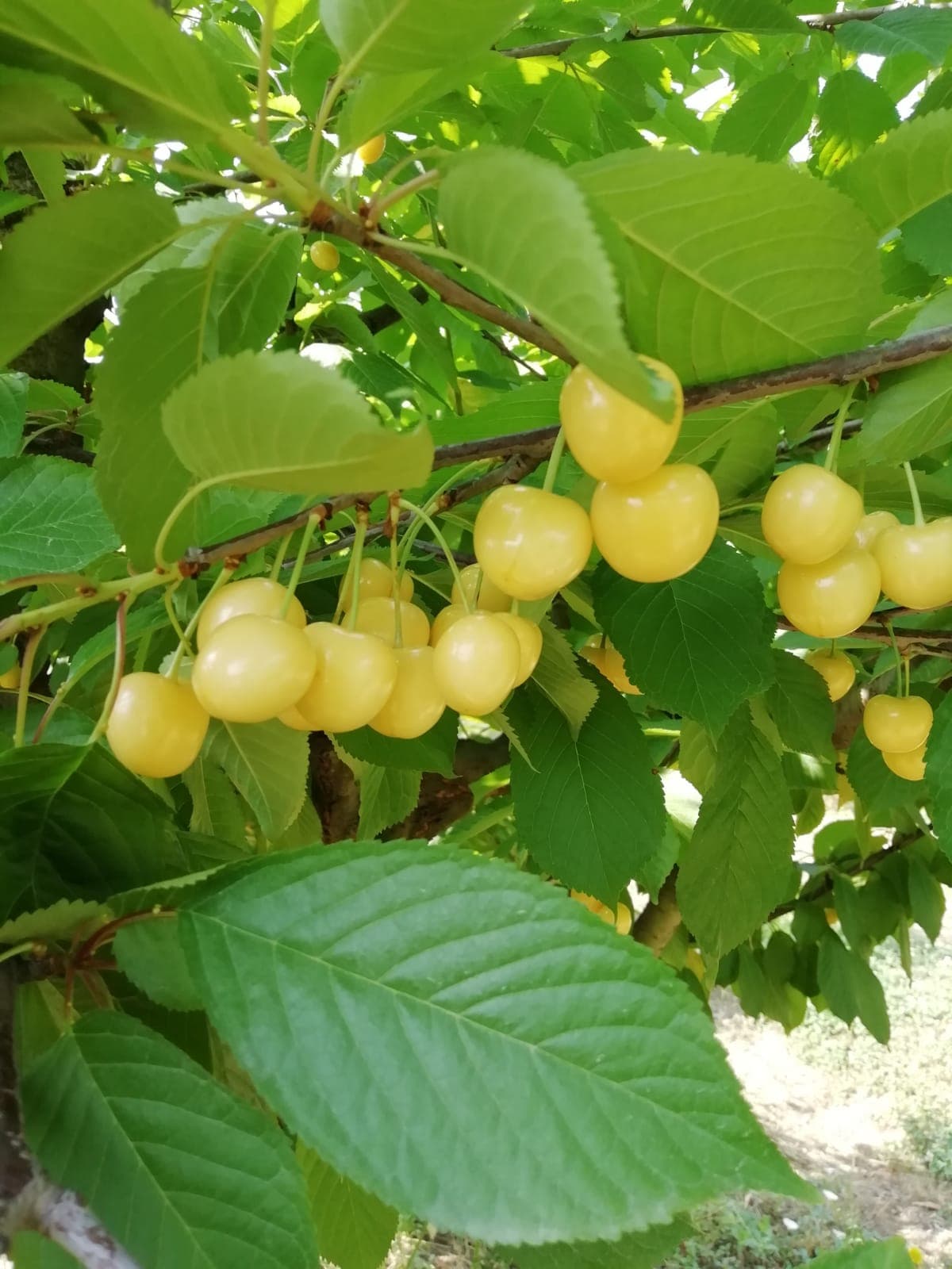 Pale yellow cherries on the branch